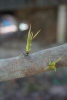 un joven árbol rama con pequeño verde hojas foto