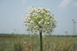un grande cebolla blanco flor con muchos pequeño blanco flores foto