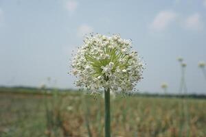 un grande cebolla blanco flor con muchos pequeño blanco flores foto