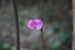 a single pink flower is growing on a stem photo