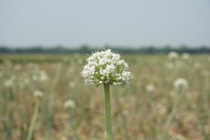 un grande cebolla blanco flor con muchos pequeño blanco flores foto