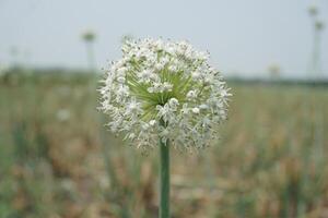 un grande cebolla blanco flor con muchos pequeño blanco flores foto