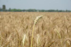 a field of wheat is shown in the distance photo