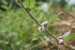 a small flower with purple petals is in the grass photo