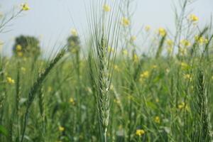 a field of green wheat with tall green stems photo