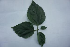 a leaf with leaves on it photo