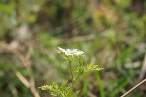 un cerca arriba de un blanco flor con verde hojas foto