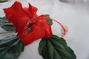 a red flower laying on a white background photo