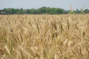 a field of wheat is shown in the distance photo