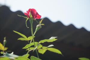 a red rose is growing in front of a roof photo