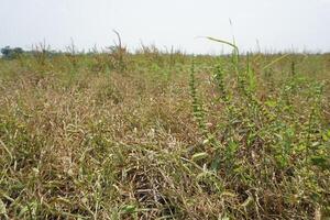 a field of weeds with brown plants in the middle photo
