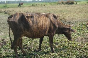 a cow grazing in a field photo