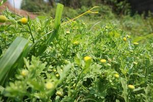 a close up of some yellow flowers in a field photo