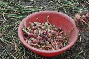 a field of onions with no leaves in the middle of the field photo