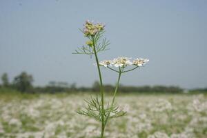 a plant with small green leaves and flowers photo