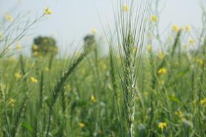 a field of green wheat with tall green stems photo