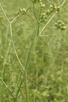 a plant with small green leaves and flowers photo
