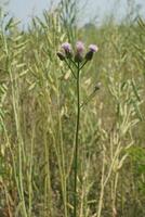 a plant with purple flowers in a field photo