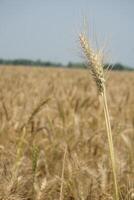 a field of wheat is shown in the distance photo