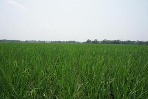 a large field of green grass photo