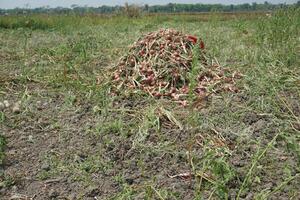 un campo de cebollas con No hojas en el medio de el campo foto