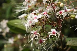 un planta con blanco flores y verde hojas foto