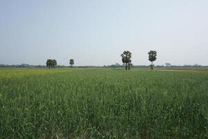 a field of green wheat with tall green stems photo