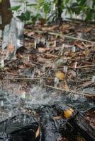 rainwater is falling from the sky onto the ground photo