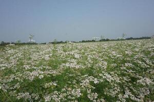 a field of white flowers in the middle of a field photo