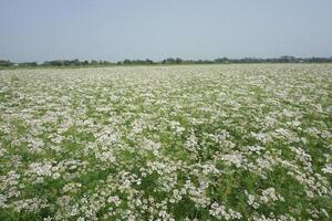 un campo de blanco flores en el medio de un campo foto