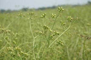 a plant with small green leaves and flowers photo