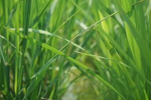 a large field of green grass photo