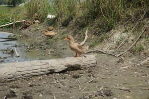 a duck standing on a log near a river photo