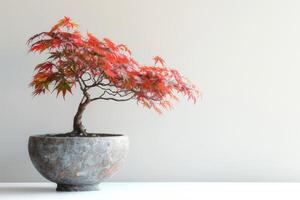 A Japanese maple tree planted in an elegant stone pot photo