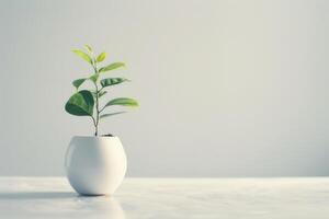 un bonsai árbol plantado en un limpio, minimalista maceta. foto