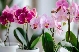 A potted orchid in bloom photo