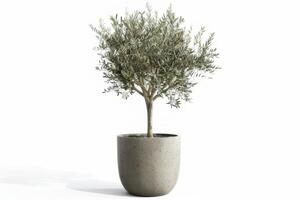 Tall, slender olive trees planted in stylish concrete pots. photo