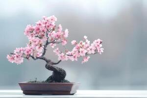 Mini cherry tree in a decorative pot It has delicate pink flowers. photo
