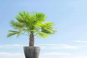 Brightly colored potted palm trees stand against the backdrop of the blue sky. photo