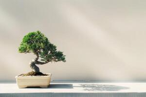 un bonsai árbol plantado en un limpio, minimalista maceta. foto