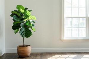 Fiddle leaf fig tree in a pot photo