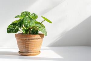 Fittonia in a brown terracotta pot with sunlight against a white background. photo