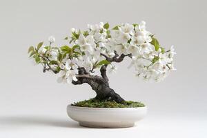 A cherry tree in full bloom planted in an elegant porcelain pot. photo