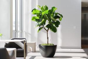 violín hoja higo árbol en un moderno planta maceta foto