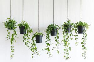 Hanging plant pot set photo