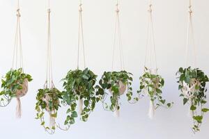 Plant pots hanging in rows photo