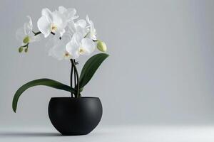 Orchid in a pot photo