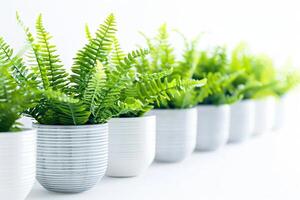 Rows of potted ferns in a white container photo