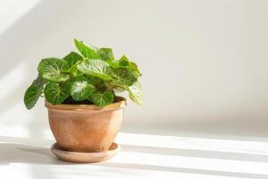 Fittonia en un marrón terracota maceta con luz de sol en contra un blanco antecedentes. foto