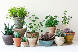 Ceramic pots filled with colorful house plants. photo